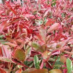 Červienka fraserova (Photinia fraseri) ´PINK MARBLE´ - výška 90-100 cm, kont. C7L  - NA KMIENKU 